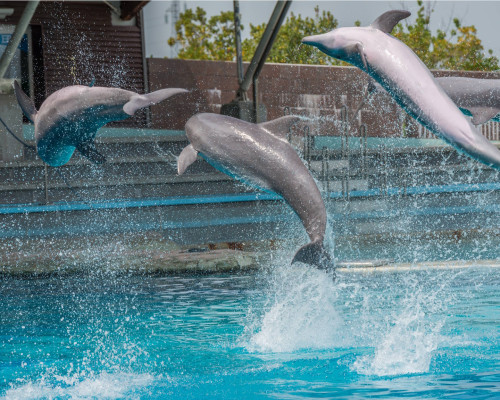 media.Spettacolo-delfini-al-parco-tematico-Oltremare-RIccione-ingressi-gratuiti-per-tutta-la-famiglia-in-vacanza-al-Club-Family-Hotel-Michelangelo-Milano-Marittima