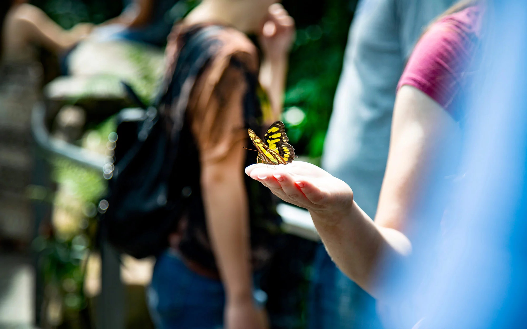 media.Slide-Farfalle-CFH-MichelangeloMilanoMarittima