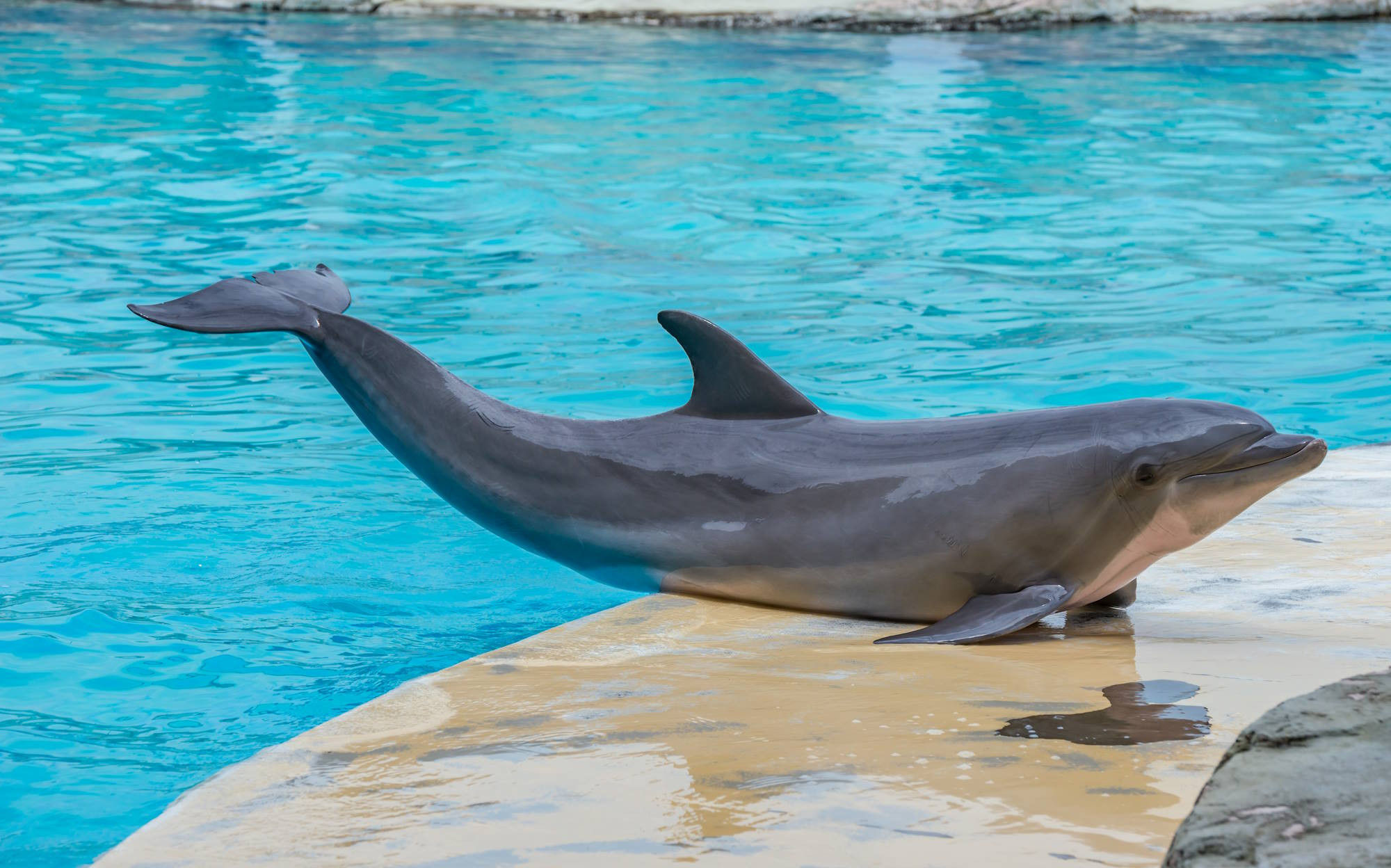 media.Incontri-dal-vivo-con-i-delfini-al-parco-tematico-Oltremare-Riccione-ingressi-gratuiti-per-tutta-la-famiglia-in-vacanza-al-Club-Family-Hotel-Michelangelo